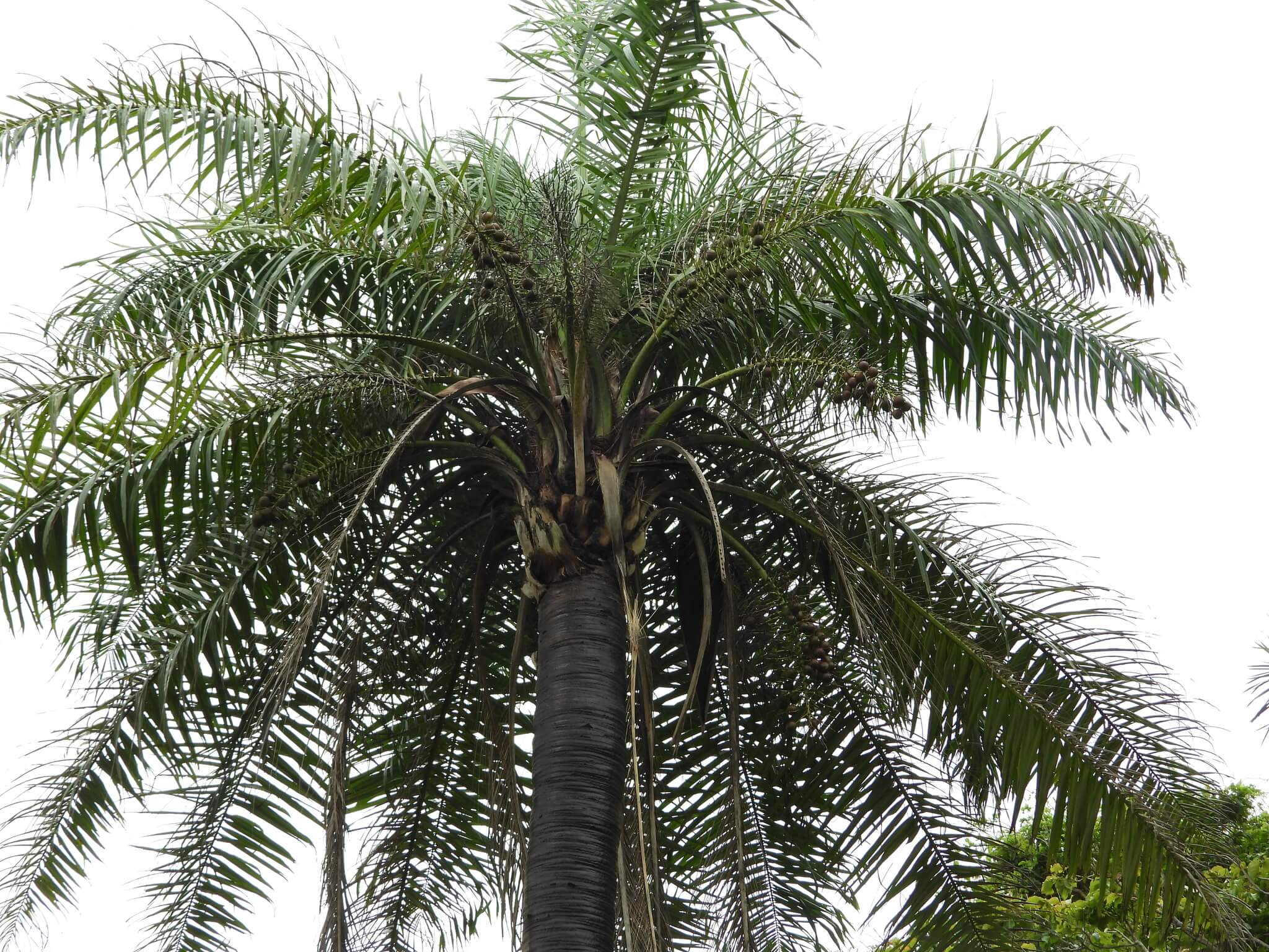 Acrocomia aculeata  